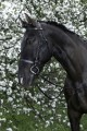 Muserolle Francaise Cavesson Bridle